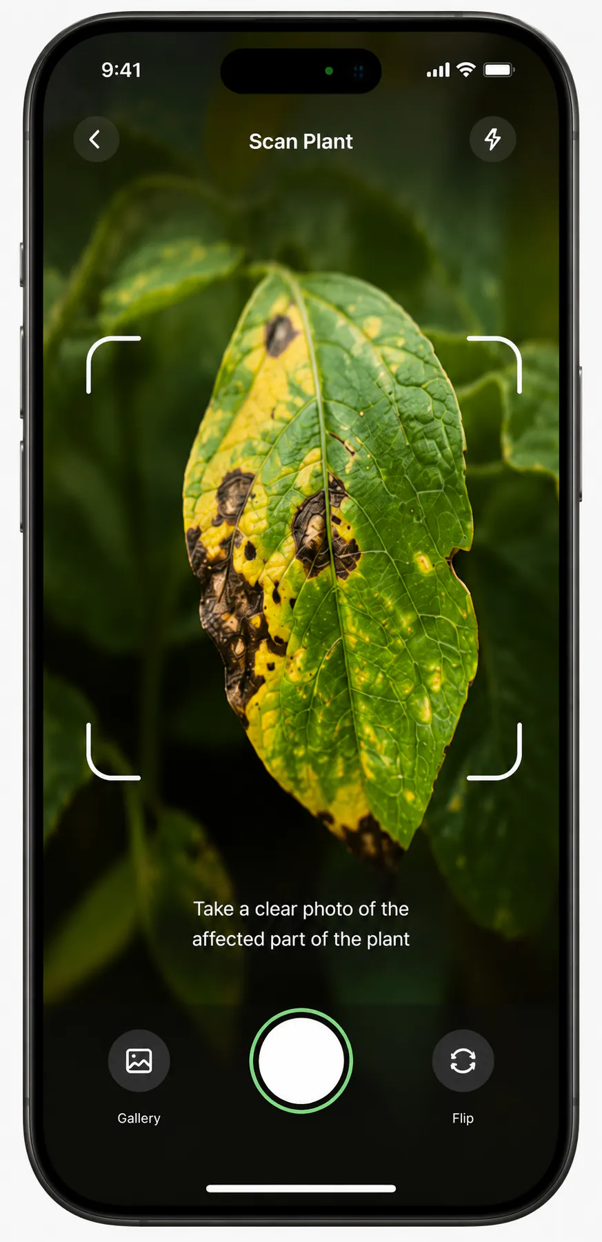 Green Guard  gallery image