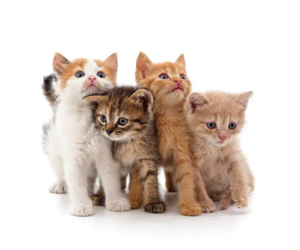 Kitten Spot gallery image