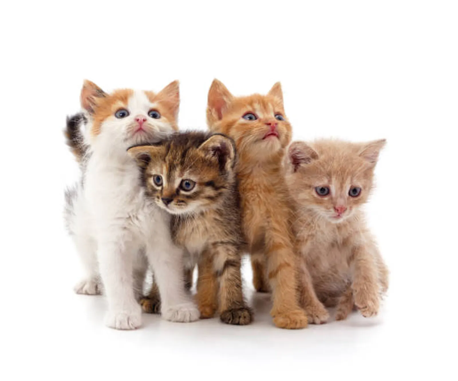 Kitten Spot screenshot 1