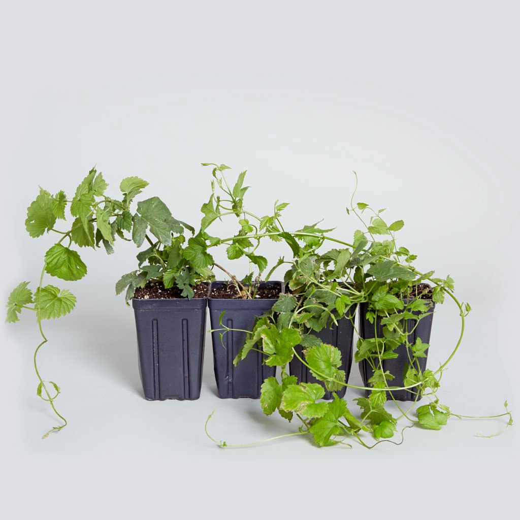 The Hops Starter Gift - The Sill