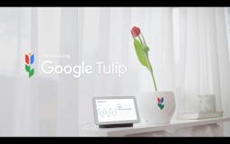 Google Tulip media 1