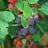 Triple Crown Thornless Blackberry Plants