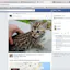 Meow Blocker Pro
