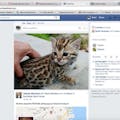 Meow Blocker Pro