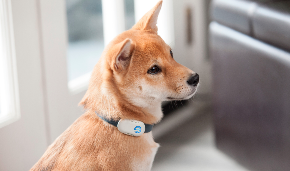 Pebby Pet Camera gallery image