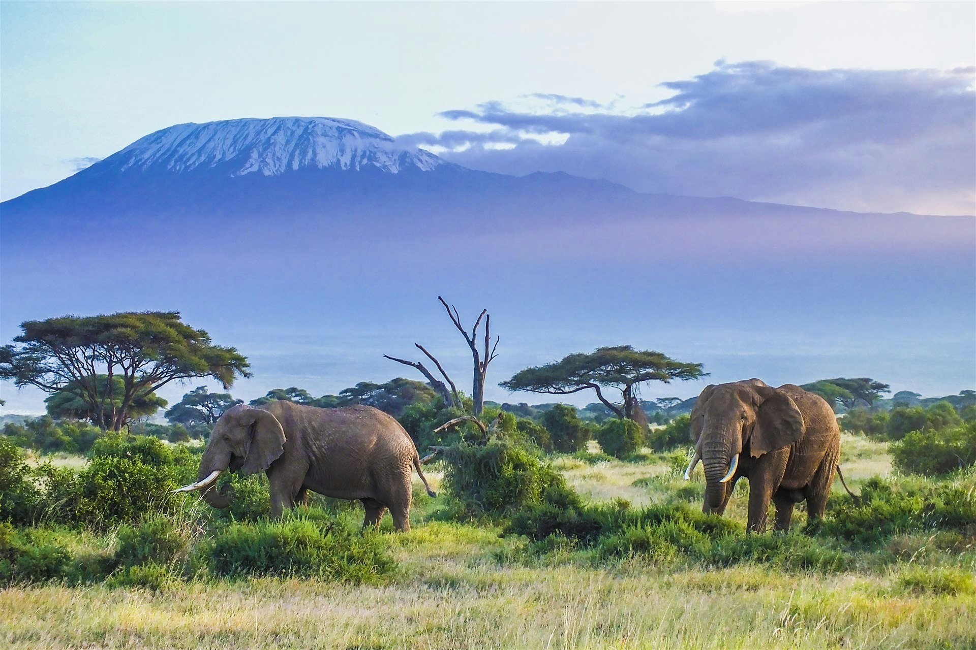 6 - Days Mara to Amboseli Safari