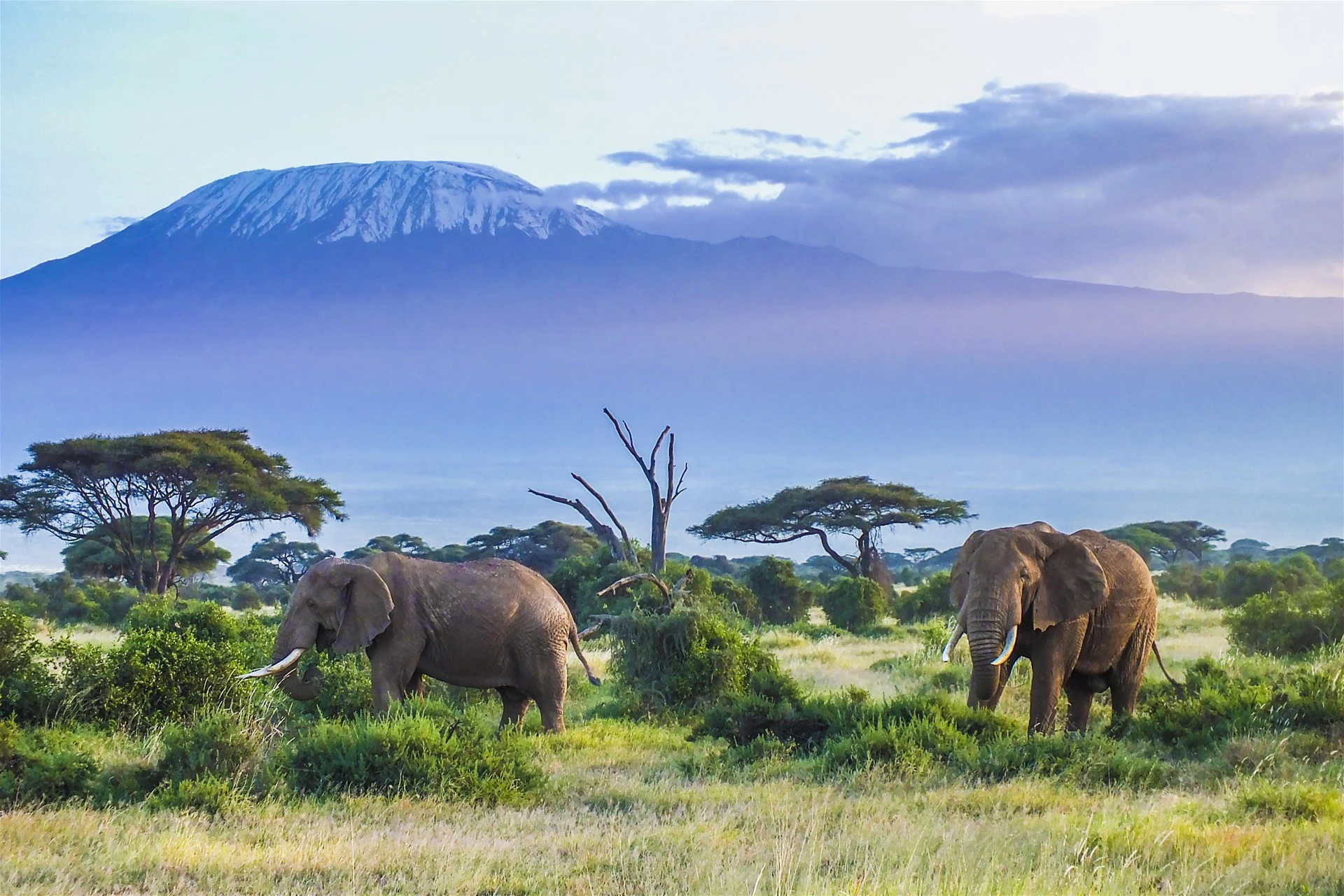 6 - Days Mara to Amboseli Safari