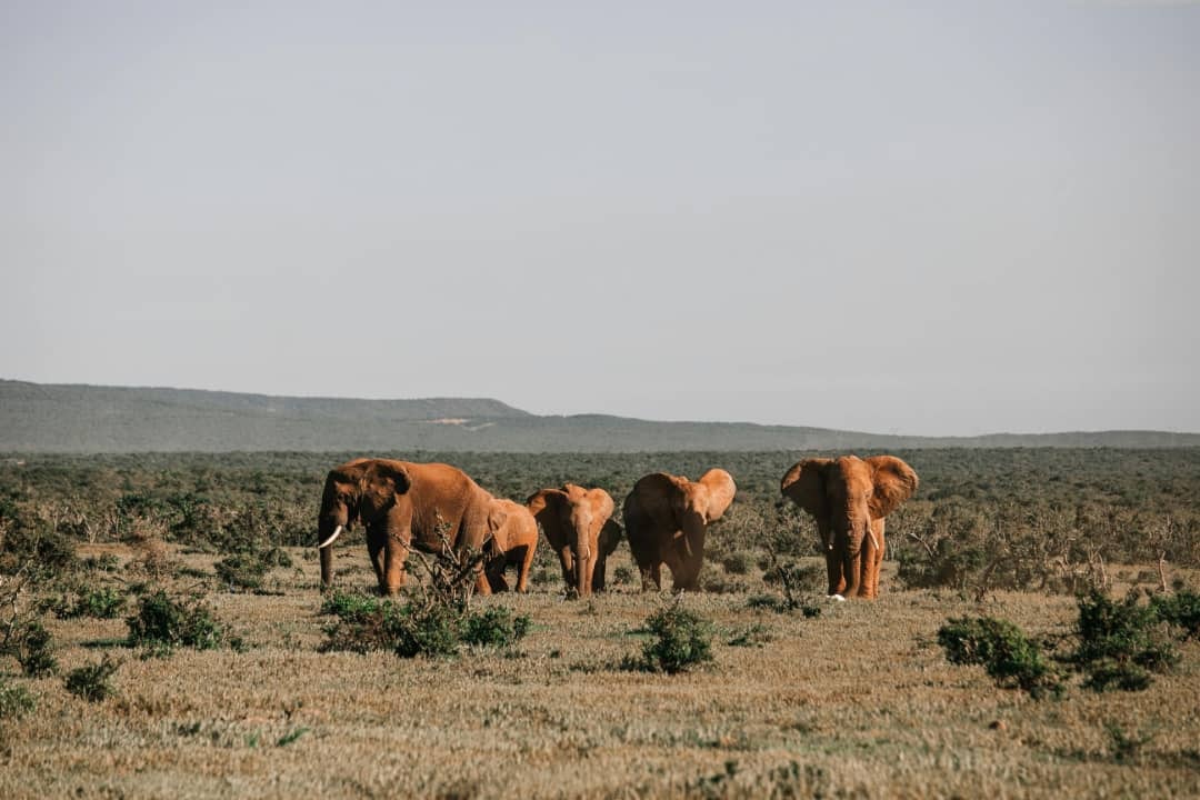 Africantrust Safari gallery image