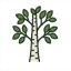 Birch