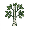 Birch