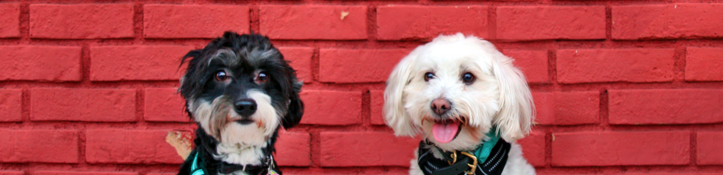 Petnostics gallery image