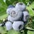Misty Southern Highbush Blueberry Plants