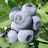Misty Southern Highbush Blueberry Plants