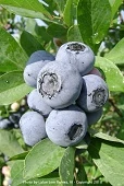 Misty Southern Highbush Blueberry Plants