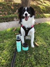 Clean - ZenPup CBD Dry Shampoo gallery image