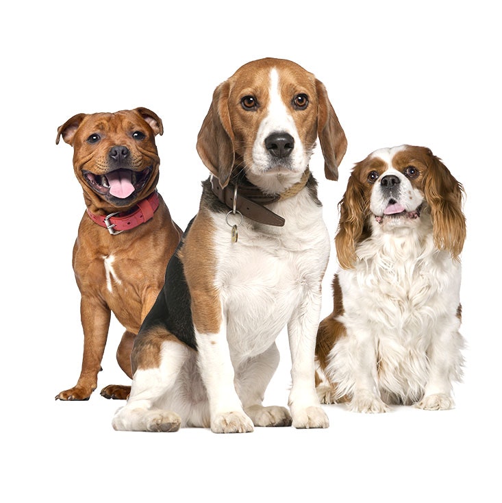 Select A Dog Breed gallery image