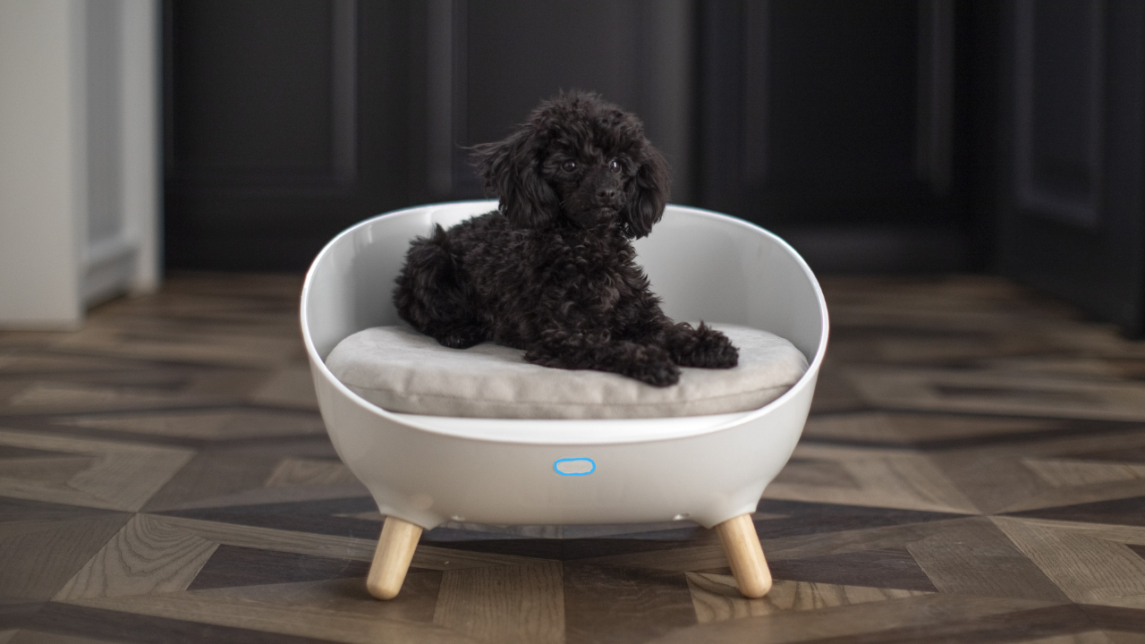 Cudii.Das erste intelligente Hundebett. Medien 2