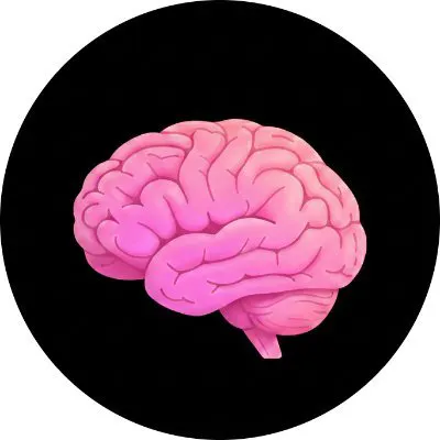 Cortex