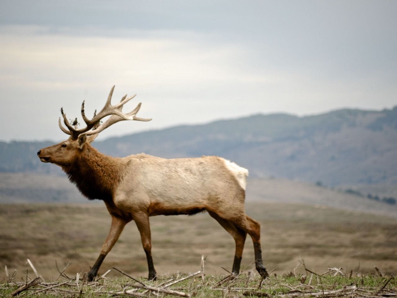 Buffalo, Elk, Lamb online delivery