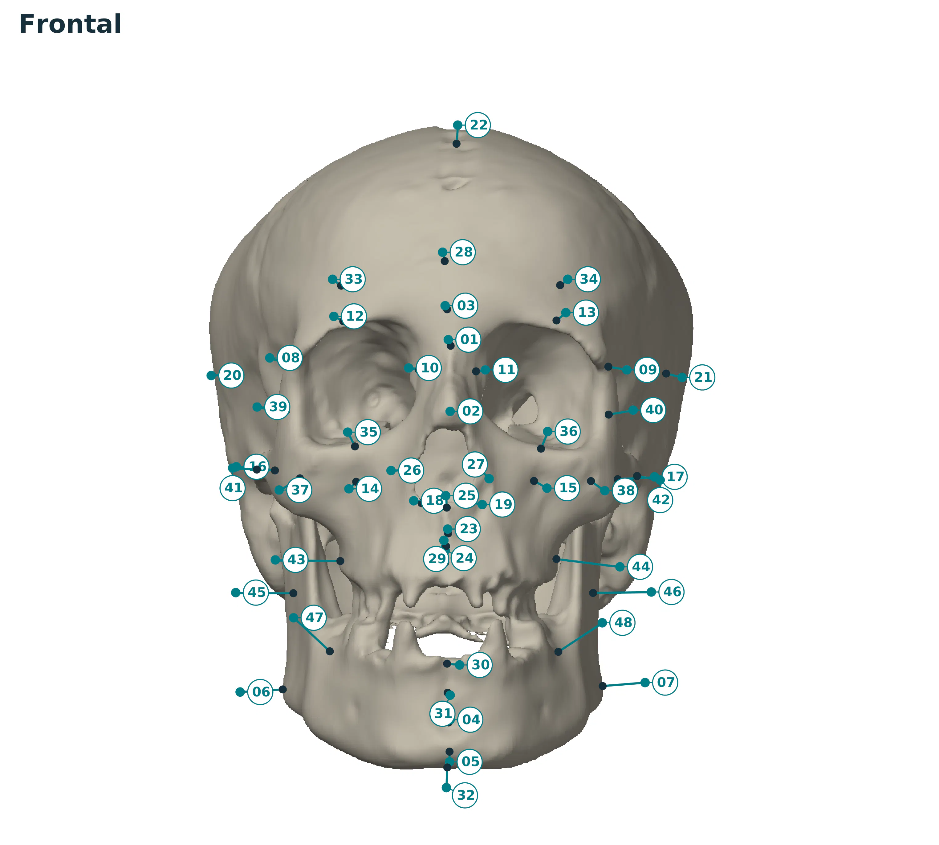 GNM Craniofacial Approximation gallery image