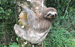 Slothforce.org media 2