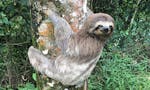 Slothforce.org image