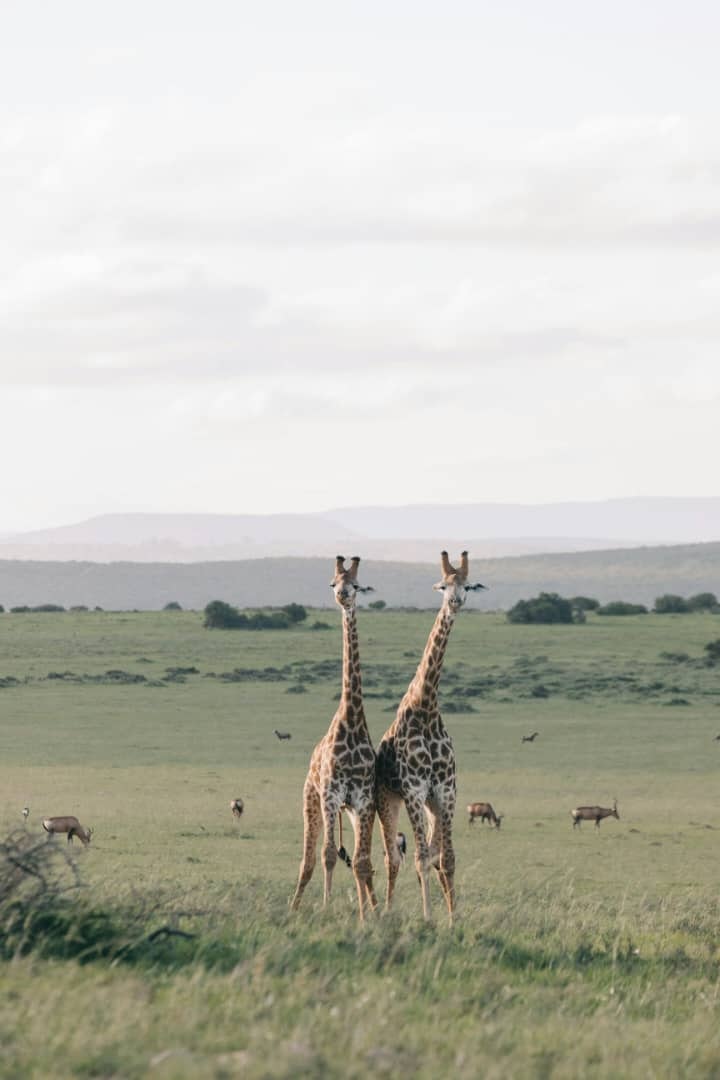 Africantrust Safari gallery image