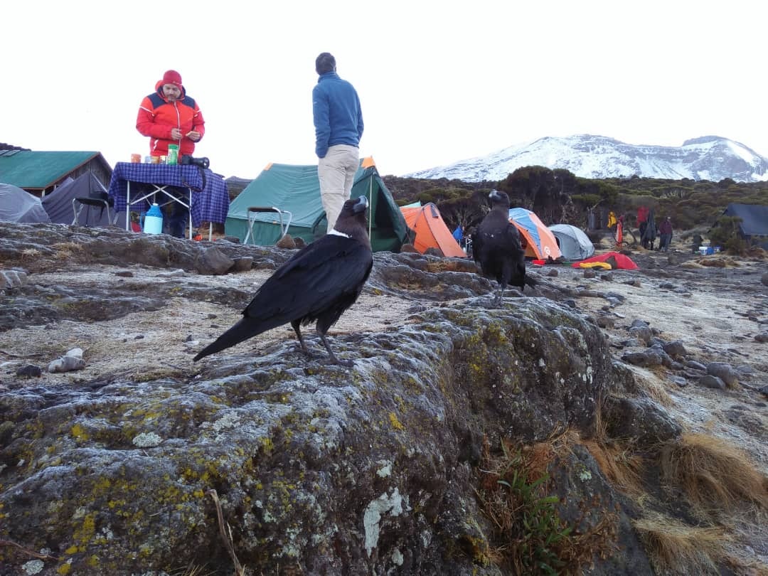 Berg Kilimanjaro Klettern media 8
