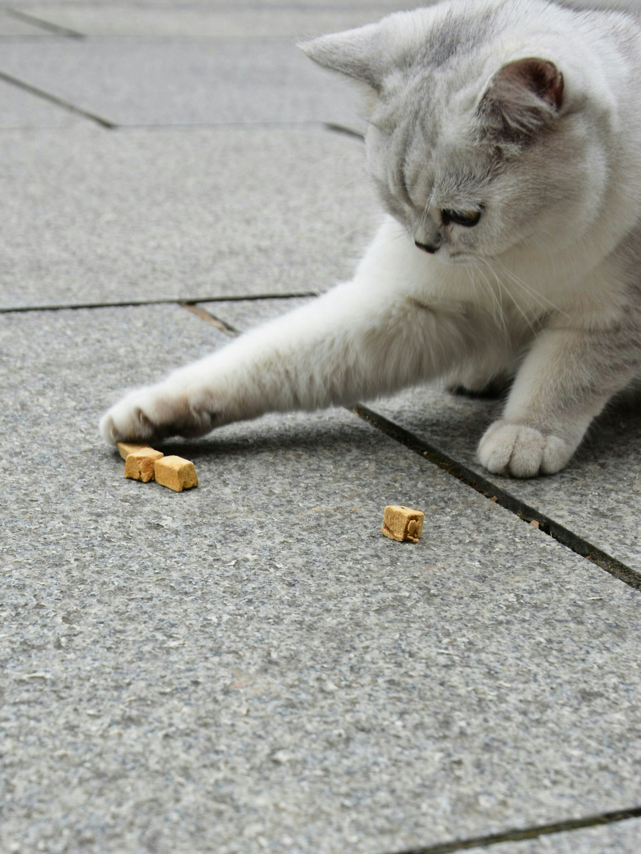 Catify Next gallery image