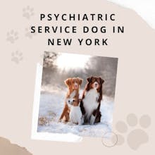 Psychiatric Service Dog in New York gallery image