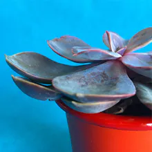Succulent Surprise gallery image