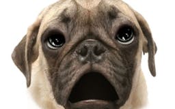 Talking Pug The Puppy Dog For Your iPhone media 2