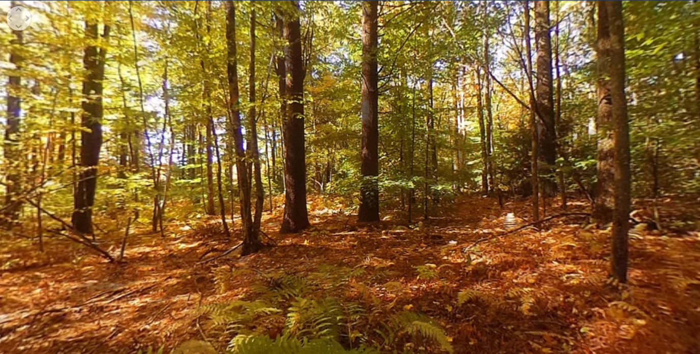 Virtual Forest gallery image