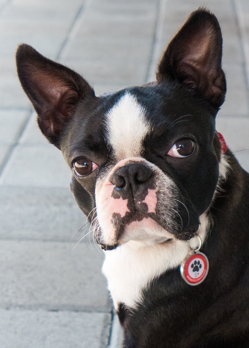 A simple pet locating device gallery image