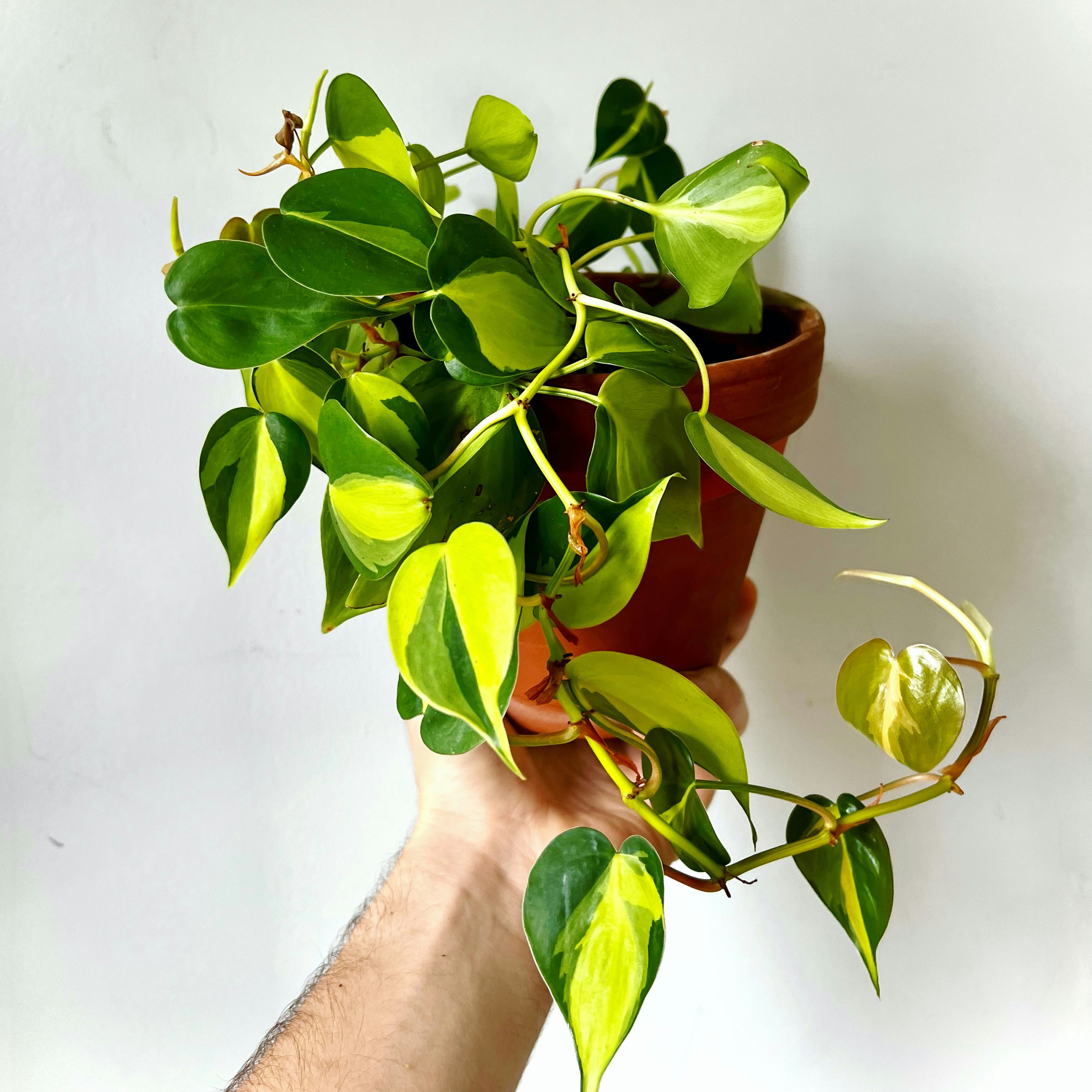 Plantsee gallery image