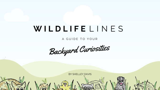 Wildlifelines: A Guide to Your Backyard Curiosities