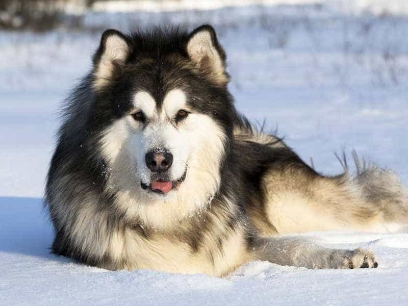 Pet Shop gallery image