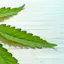 CBD Gummies For Kids