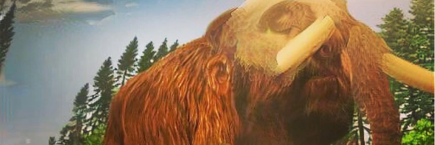 noah rosenberg cover