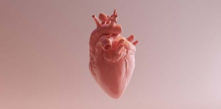 Heart Health Test gallery image