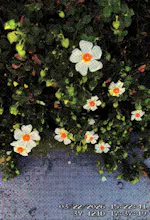 PXLCAM: Climate Clock Camera gallery image