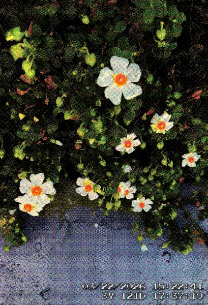 PXLCAM: Climate Clock Camera screenshot 6