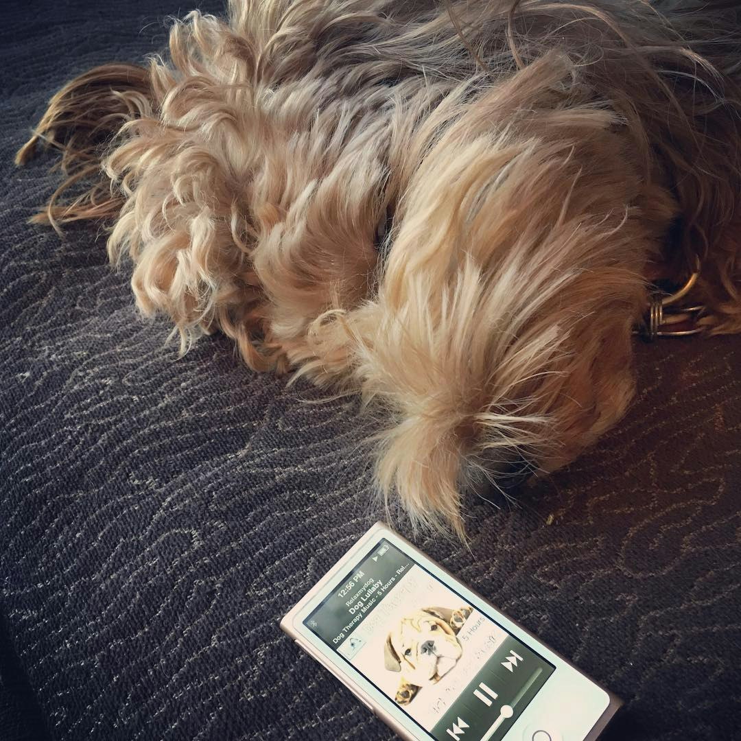 RelaxMyDog gallery image