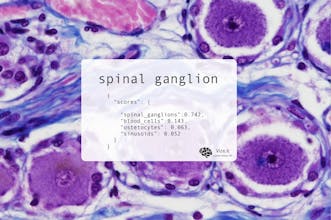 Vize by Ximilar gallery image