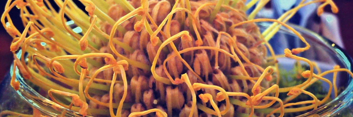 Michael Senkow cover