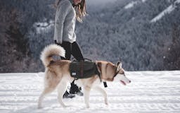 Wolf Republic Ranger Dog Backpack media 1