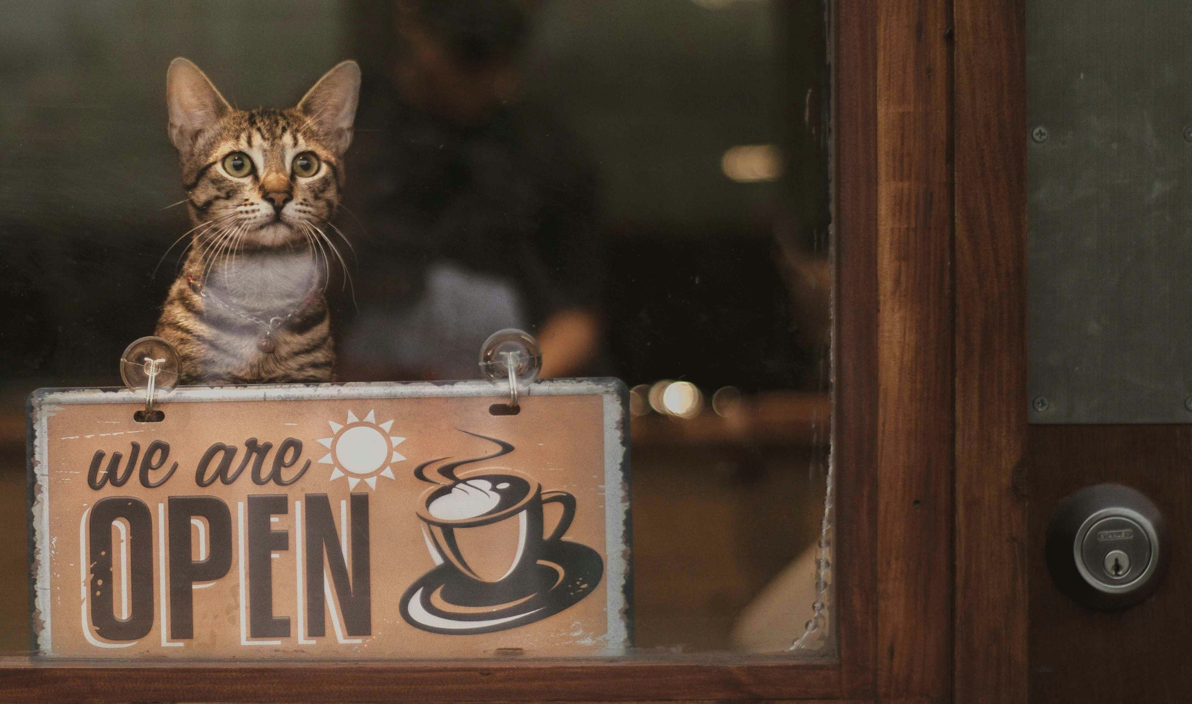 Cat Cafe Circle - Screenshot 2 showing product features and functionality