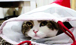 Cat's out of the bag