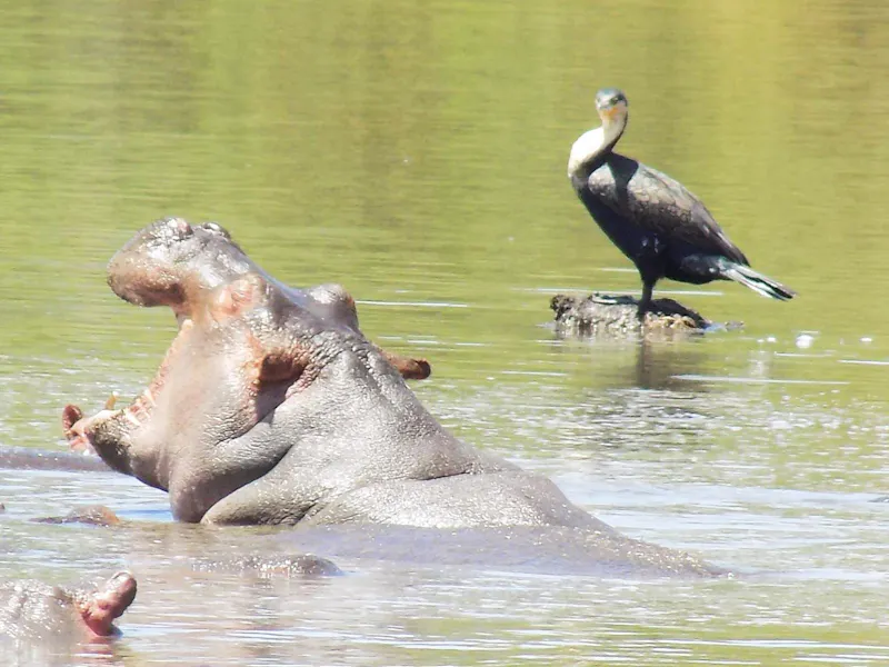 Wildlife Conservation Legacy in Kenya screenshot 3