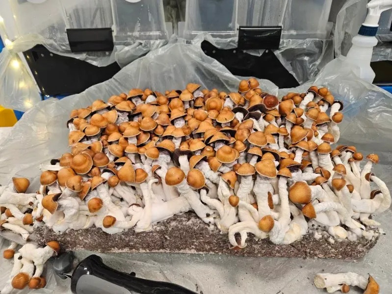 magic mushroom for sale - Main product screenshot demonstrating key features and user interface